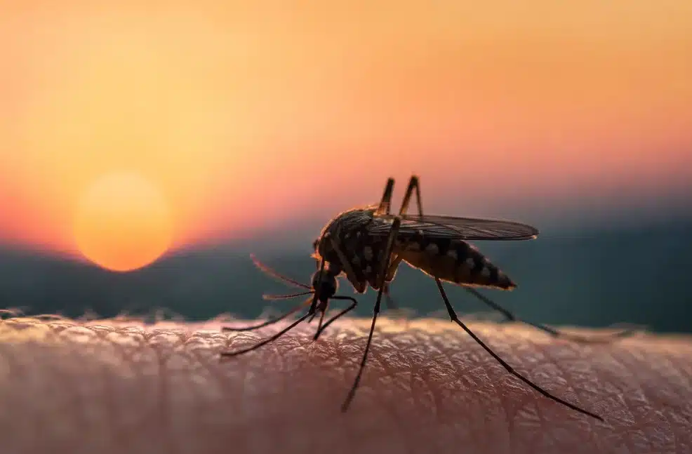 What Attracts Mosquitoes What Attracts Mosquitoes